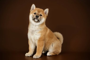 Renkli arka planlar üzerinde Shiba inu