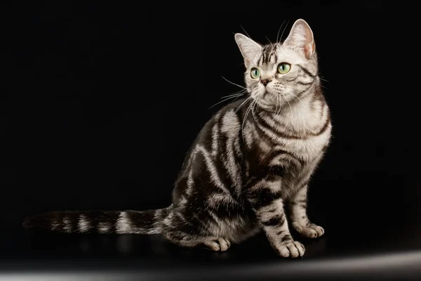 색된 배경에서 미국 Shorthair 고양이 — 스톡 사진