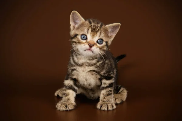 American shorthair cat on colored backgrounds — Stock Photo, Image