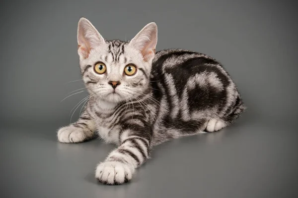 American Shorthair gato em fundos coloridos — Fotografia de Stock