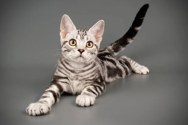 American Shorthair gato em fundos coloridos — Fotografia de Stock