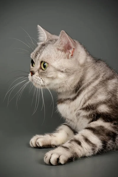 American Shorthair gato en fondos de color — Foto de Stock