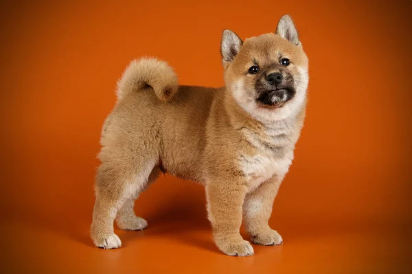 Shiba inu sobre fondos de color — Foto de Stock