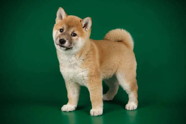 Shiba Inu på färgade bakgrunder — Stockfoto