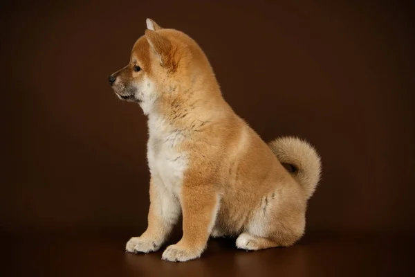 Shiba Inu på färgade bakgrunder — Stockfoto