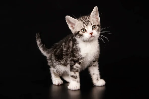 American Shorthair gato en fondos de color — Foto de Stock