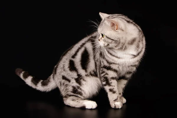 Американська короткошерста кішка на кольорові столу — стокове фото