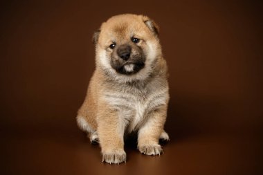 Renkli arka planlar üzerinde Shiba inu