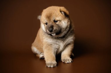 Renkli arka planlar üzerinde Shiba inu