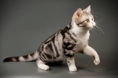 Renkli arka plan üzerinde Amerikalı stenografi kedi