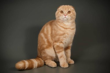 İskoç fold stenografi kedi renkli arka plan üzerinde