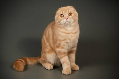 İskoç fold stenografi kedi renkli arka plan üzerinde