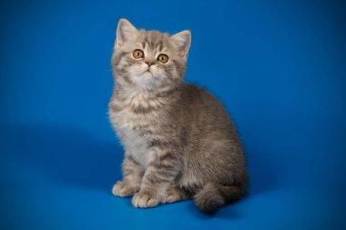 renkli arka plan üzerinde İskoç düz stenografi kedi