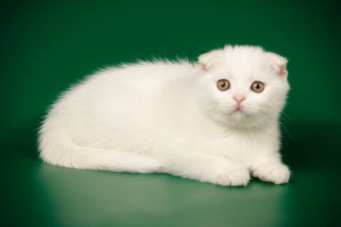 İskoç fold stenografi kedi renkli arka plan üzerinde