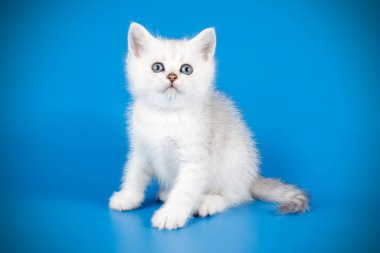 renkli arka plan üzerinde İskoç düz stenografi kedi