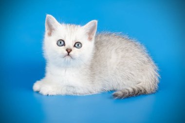 renkli arka plan üzerinde İskoç düz stenografi kedi