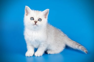 renkli arka plan üzerinde İskoç düz stenografi kedi