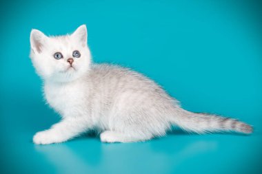 renkli arka plan üzerinde İskoç düz stenografi kedi