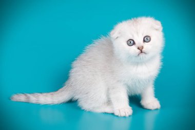 İskoç fold stenografi kedi renkli arka plan üzerinde