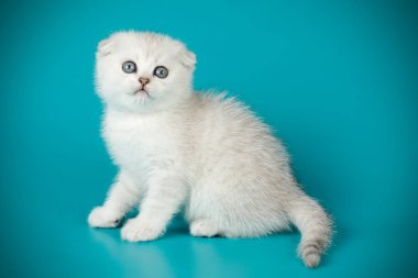 İskoç fold stenografi kedi renkli arka plan üzerinde