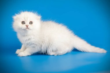 İskoç fold longhair kedi renkli arka plan üzerinde