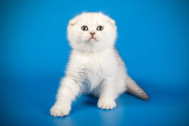 İskoç fold stenografi kedi renkli arka plan üzerinde