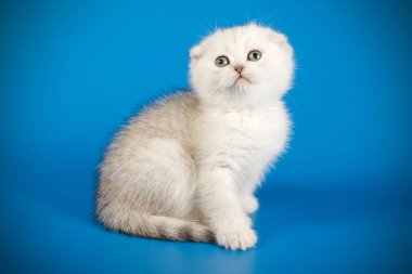 İskoç fold stenografi kedi renkli arka plan üzerinde