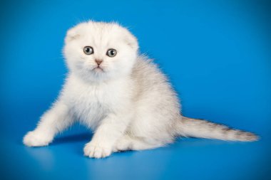 İskoç fold stenografi kedi renkli arka plan üzerinde