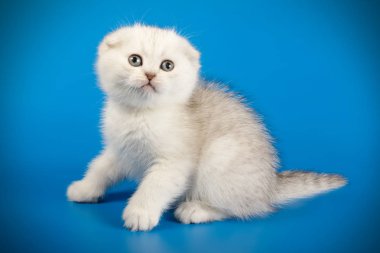 İskoç fold stenografi kedi renkli arka plan üzerinde