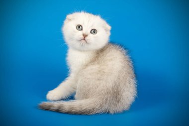 İskoç fold stenografi kedi renkli arka plan üzerinde