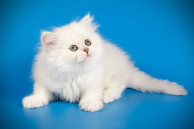 renkli arka plan üzerinde İskoç düz longhair kedi