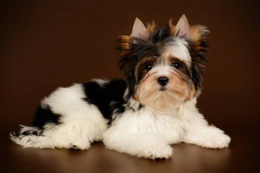 Renkli arka plan üzerinde Biewer Yorkshire korkunç