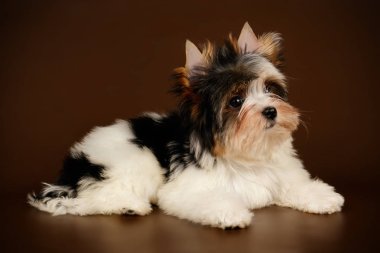 Renkli arka plan üzerinde Biewer Yorkshire korkunç