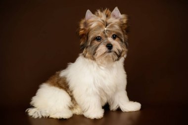 Renkli arka plan üzerinde Biewer Yorkshire korkunç