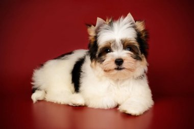 Renkli arka plan üzerinde Biewer Yorkshire korkunç