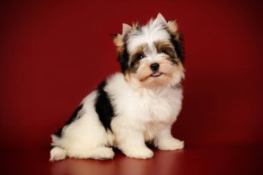 Renkli arka plan üzerinde Biewer Yorkshire korkunç