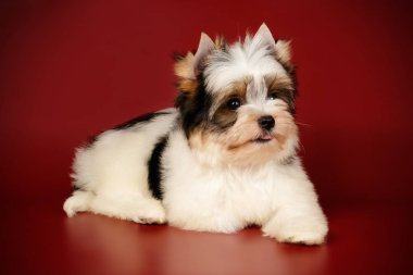 Renkli arka plan üzerinde Biewer Yorkshire korkunç