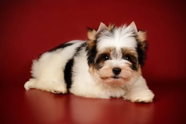 Renkli arka plan üzerinde Biewer Yorkshire korkunç