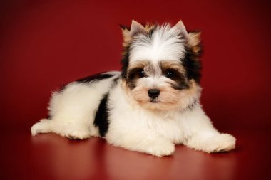 Renkli arka plan üzerinde Biewer Yorkshire korkunç