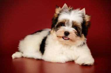 Renkli arka plan üzerinde Biewer Yorkshire korkunç