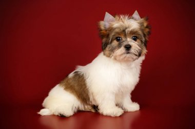 Renkli arka plan üzerinde Biewer Yorkshire korkunç