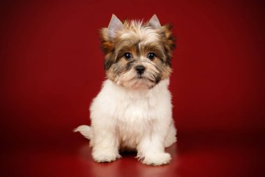 Renkli arka plan üzerinde Biewer Yorkshire korkunç