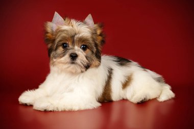 Renkli arka plan üzerinde Biewer Yorkshire korkunç