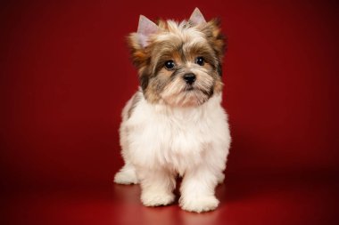 Renkli arka plan üzerinde Biewer Yorkshire korkunç