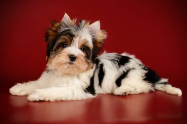 Renkli arka plan üzerinde Biewer Yorkshire korkunç