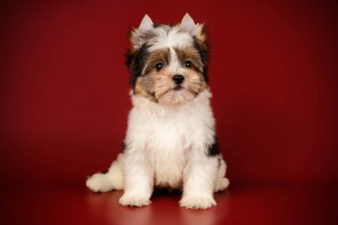 Renkli arka plan üzerinde Biewer Yorkshire korkunç