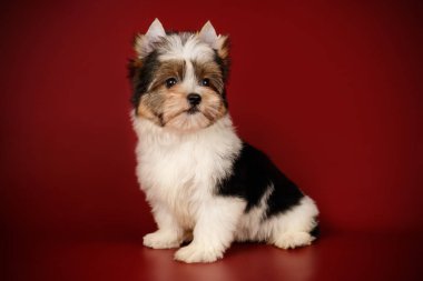 Renkli arka plan üzerinde Biewer Yorkshire korkunç