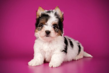 Renkli arka plan üzerinde Biewer Yorkshire korkunç