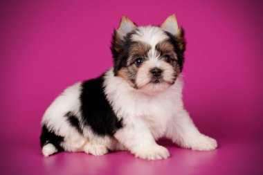 Renkli arka plan üzerinde Biewer Yorkshire korkunç