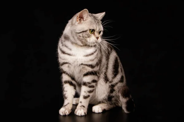 American Shorthair gato em fundos coloridos — Fotografia de Stock